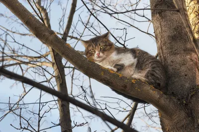 Котики весной - 70 фото