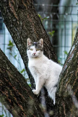 Cats. Котики - Весна. Photographer Etkind Elizabeth