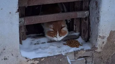 Коты и цветы: читатели АП прислали на конкурс «Мартовский кот» почти 200  фотографий (обзор) — Амурская правда, новости Благовещенска и Амурской  области