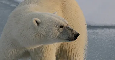 Картинки белого медведя: Кожа природного цвета