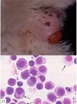 Плоскоклеточный ороговевающий рак фаланги пальца у собаки | Гистология