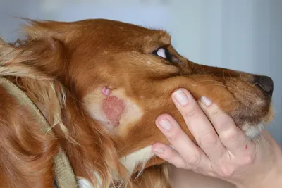 Лимфома у собак - Ветеринарная клиника TerraVet