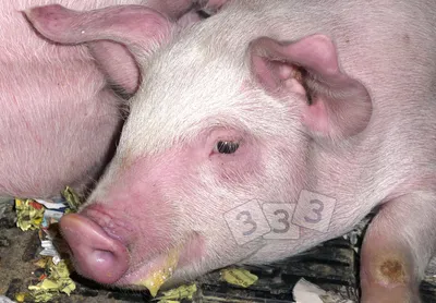 Кожные болезни свиней фото фотографии
