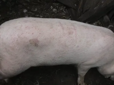 Лептоспироз свиней: причины, симптомы и лечение | NITA-FARM