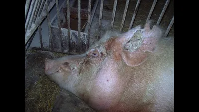 Бешиха свиней — Вікіпедія