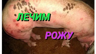 РРСС свиней: вакцина РРСС-FREE защита на миллион | Ветеринарные препараты  оптом