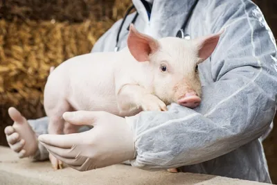 Характерные особенности рожи свиней – тема научной статьи по ветеринарным  наукам читайте бесплатно текст научно-исследовательской работы в  электронной библиотеке КиберЛенинка