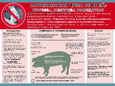Африканская чума свиней • APK-news.ru