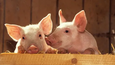 СЕВА Санте Анималь | Влияние тяжести поражения лёгких на производственные  показатели свиней группы откорма