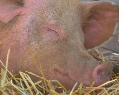 Распространенные болезни свиней | Блог фермера | Дзен
