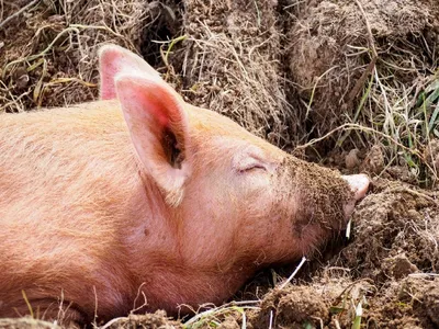 Причины заболевания свиней на Latgales Bekons пока не известны