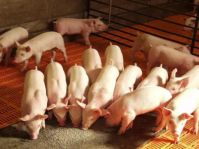 Чем опасен тепловой стресс для свиней — АгроXXI