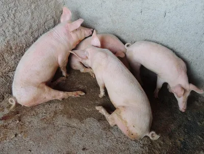 К вопросу диагностики инфекционных болезней свиней - Аграрный бизнес-журнал  «Моя Сибирь»