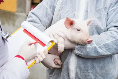 Наследственные и врожденные болезни свиней