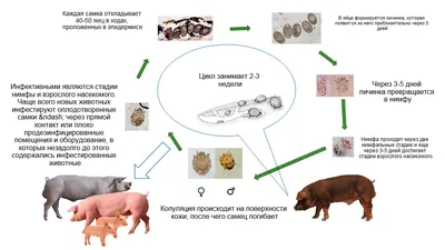 Комплексная защита свиней против парвовируса, лептоспироза и рожи при  применении вакцины «Парворол» – тема научной статьи по животноводству и  молочному делу читайте бесплатно текст научно-исследовательской работы в  электронной библиотеке КиберЛенинка