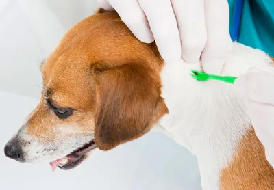 Лишай у собаки: причины, симптомы, диагностика, фото и лечение