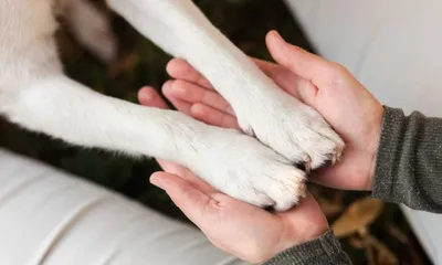 Пироплазмоз у собак: симптомы и лечение - ветклиника \"в Добрые Руки\"