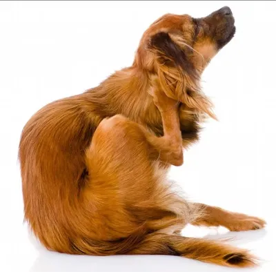 Укус клеща у собаки: симптомы, препараты от пироплазмоза