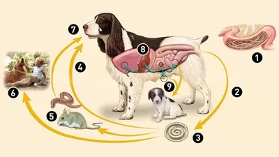 Кожные паразиты у собак фото фотографии