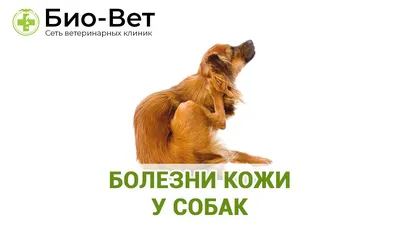 Власоеды у собак: способы лечения и профилактики | Vetera