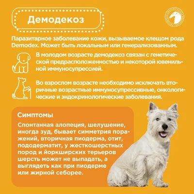 Пищевая аллергия у собак: признаки, симптомы, лечение, корм, диета