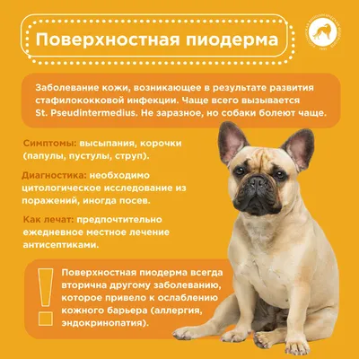 Алопеция у собак - причины, лечение, фото