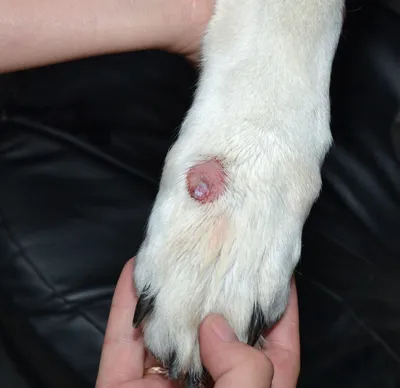 Демодекоз у собак: симптомы и признаки, фото демодекса, соскоб исследование