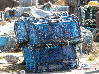 Морские пограничники выпустили из сетей браконьеров 800 краснокнижных  крабов | Новости Одессы