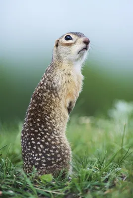 Крапчатый суслик. Из Липецкой области. | Animals, Cute animals, Cute