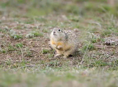 Суслик крапчатый (Spermophilus suslicus)