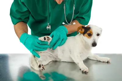 Атопический дерматит у собак: причины, признаки и как помочь - BarberPet