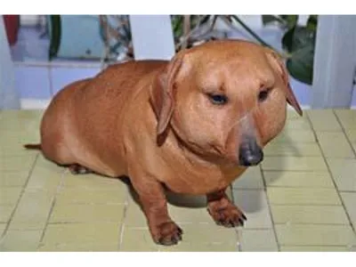 Проблемы с шерстью у собаки. | Ветеринарная клиника в Текстильщиках