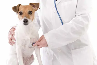 Пищевая аллергия у собак: признаки, как проявляется, лечение