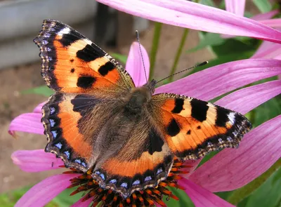 Крапивница (бабочка) — Википедия