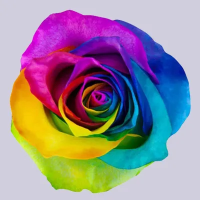 Крашеные розы микс - Доставкой цветов в Москве! 118073 товаров! Цены от 487  руб. Цветы Тут