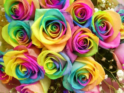 Almaflowers.kz | Радужные розы - купить в Алматы по лучшей цене с доставкой