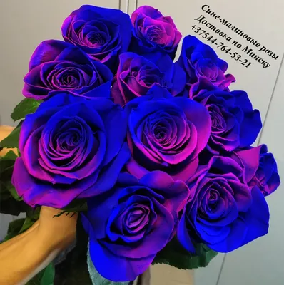 Розы радужные 101 шт арт.7200 - Просто роза ру — купить в интернет-магазине  по низкой цене на Яндекс Маркете