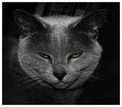 Кошка на фото, достойная внимания