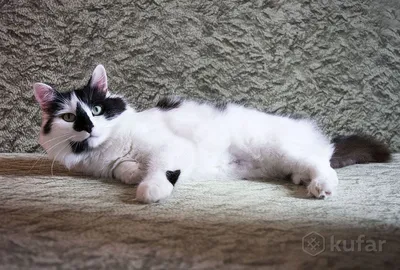 Очаровательная кошка на фото – загадка животного мира