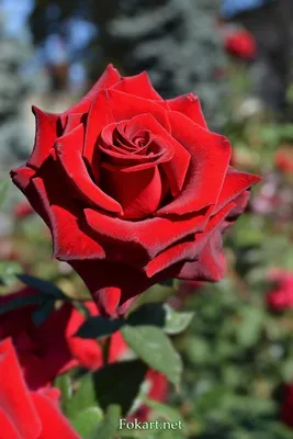 Тёмно-красная роза | Красная роза, Розы, Красивые розы