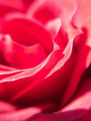 Красивая красная роза в руках женщины на предпосылке Стоковое Изображение -  изображение насчитывающей красивейшее, празднично: 84301861