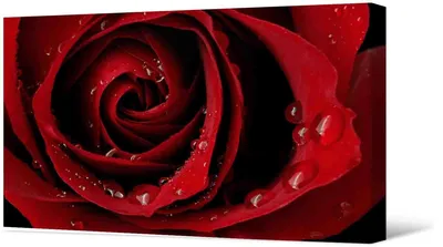 Фото Красная красивая роза