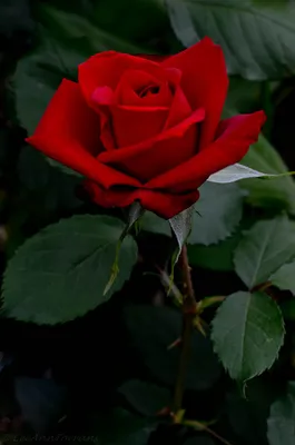 Красивая красная роза под стеклянной крышкой на столе на темно-сером фоне  :: Стоковая фотография :: Pixel-Shot Studio