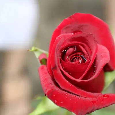 Красивая красная роза стоковое фото ©taratata 52946387