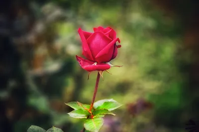 31 красная роза 40 см | купить недорого | доставка по Москве и области