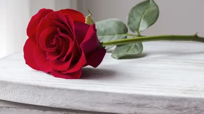 Красивая свежая красная роза | Премиум Фото