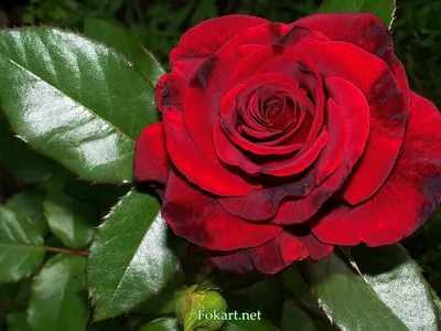 Красивая цветущая красная роза в росе на сером фоне Stock Photo | Adobe  Stock