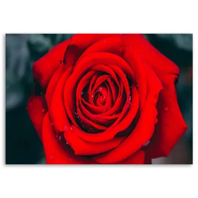 Скачать обои цветы, роза, красивая, красная роза, раздел цветы в разрешении  1024x1024