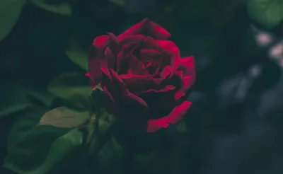 Красная Роза Красивая Цветок - Бесплатное фото на Pixabay - Pixabay