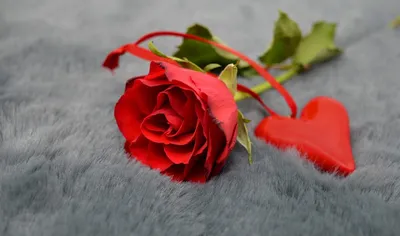 красная роза — Цветочный король